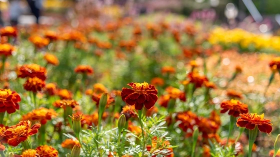 愛知県安城市でインプラント治療ができるおすすめ歯医者の画像