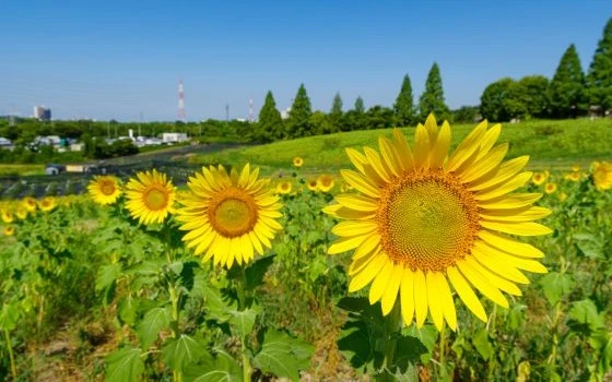 愛知県日進市の記事一覧の画像