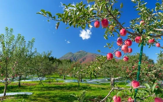 青森県の記事一覧の画像