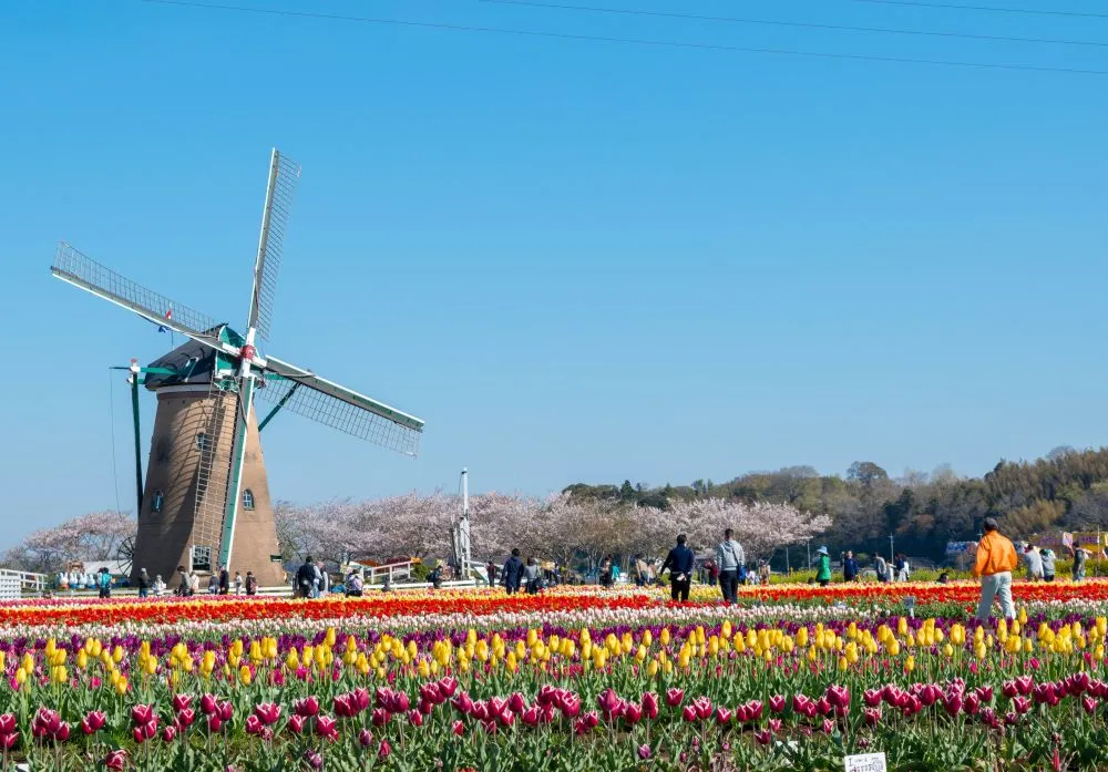 千葉県佐倉市でインプラント治療ができるおすすめ歯医者の画像