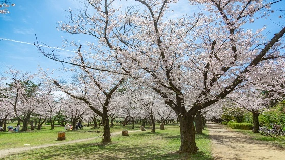 堺市西区でインプラント治療ができるおすすめ歯医者の画像