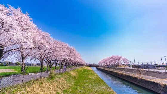 埼玉県さいたま市でインプラント治療ができるおすすめ歯医者の画像