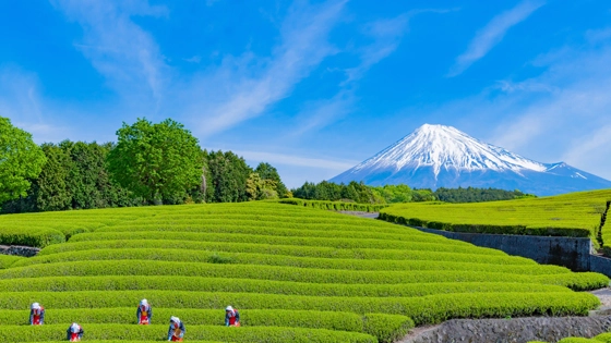 静岡県でインプラント治療ができるおすすめ歯医者の画像