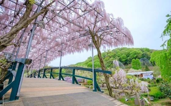 栃木県足利市の記事一覧の画像