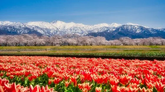 富山県でインプラント治療ができるおすすめ歯医者の画像